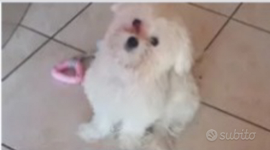 Maltese piccola statura per monta