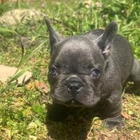 Bulldog francese