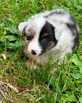 Cuccioli Australian Sheperd