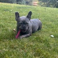 Cuccioli bulldog francesi maschi blu