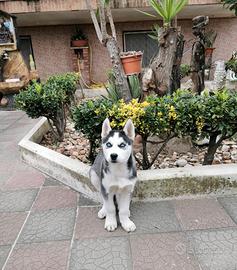 Cucciolo di Siberian Husky