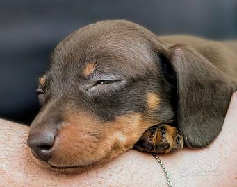 Bassotto tedesco kaninchen