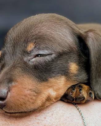 Bassotto tedesco kaninchen