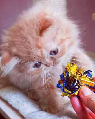 Cuccioli di Gatto Persiano