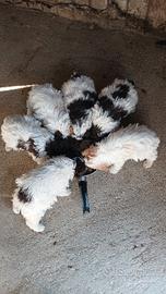 Cuccioli di lagotto