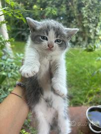Gattini maschi