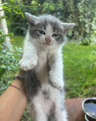 Gattini maschi