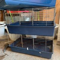 Gabbie coniglio-cavie