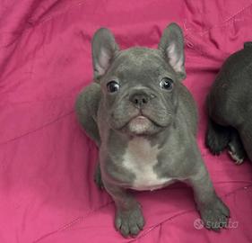 Cucciolo Bulldog francese