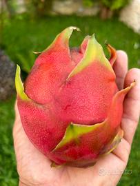 Pitaya frutto del drago talee