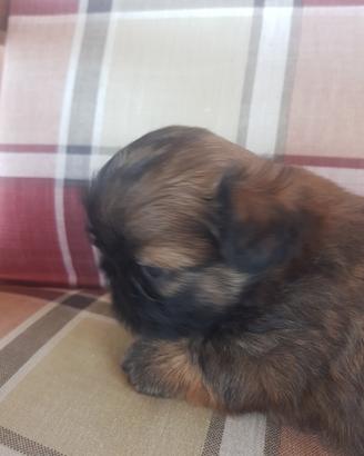 Cane Shih tzu