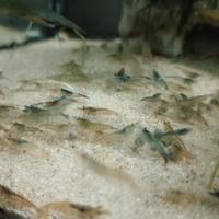 Neocaridine, gamberetti