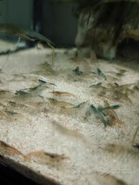 Neocaridine, gamberetti