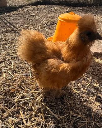 1 Gallo Moroseta,2 galli o galline ,hanno 4-5 mesi