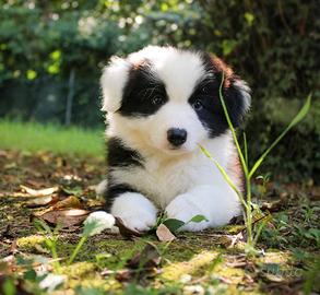 Cuccioli Border Collie