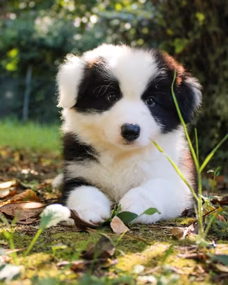 Cuccioli Border Collie