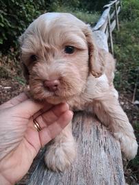 Cane CUCCIOLO LAGOTTO ROMAGNOLO