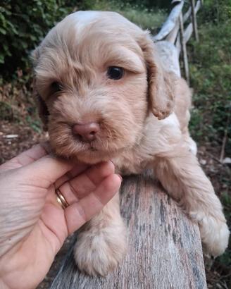 Cane CUCCIOLO LAGOTTO ROMAGNOLO
