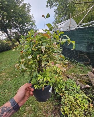 PIANTE NANDINA