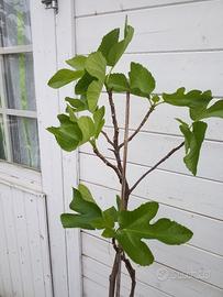 piante