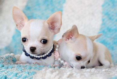 Chihuahua toy morgan e lucia