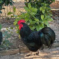 Australorp