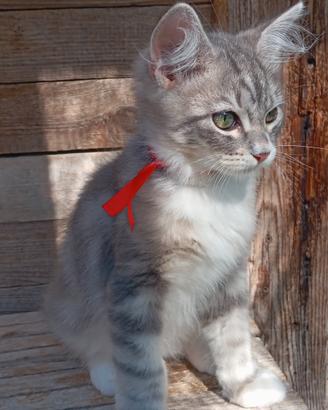 Siberiani ipoallergenici con pedigree 
