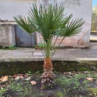 Palme da giardino