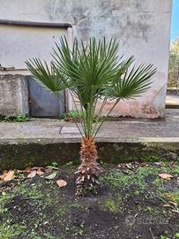Palme da giardino