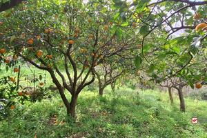 Rometta, funzionale terreno agricolo terrazzato