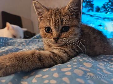 British shorthair