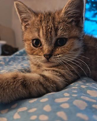 British shorthair