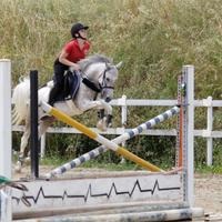 Vendita di pony da salto e purosangue inglese