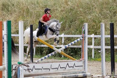 Vendita di pony da salto e purosangue inglese