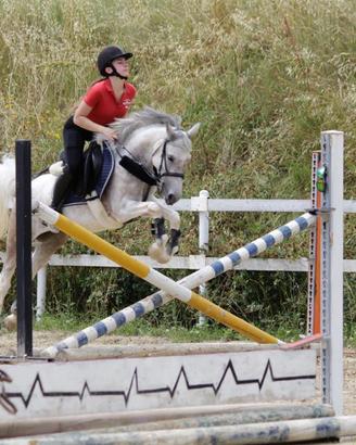 Vendita di pony da salto e purosangue inglese