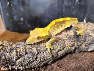 geco ciliatus 