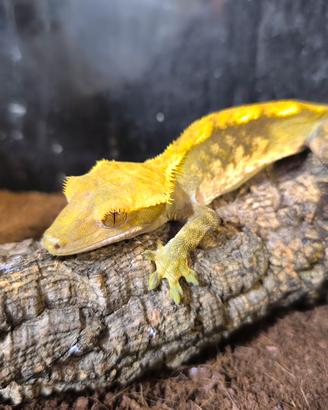 geco ciliatus 