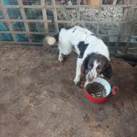 Springer Spaniel maschio da tartufi