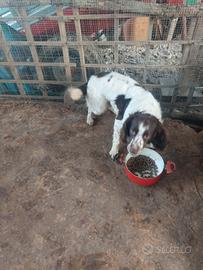 Springer Spaniel maschio da tartufi