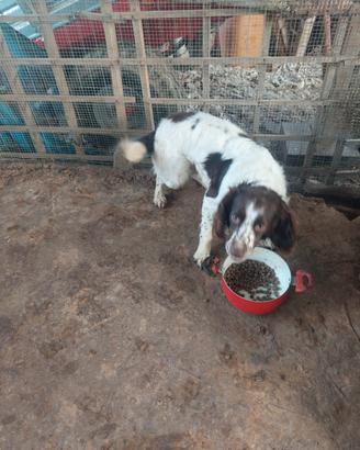 Springer Spaniel maschio da tartufi