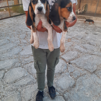 Cuccioli Beagle Segugio
