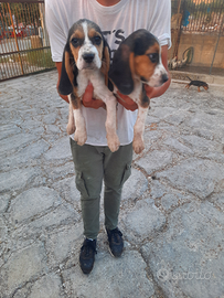Cuccioli Beagle Segugio