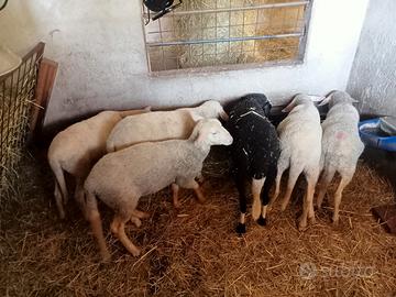 Pecora lacaune latte