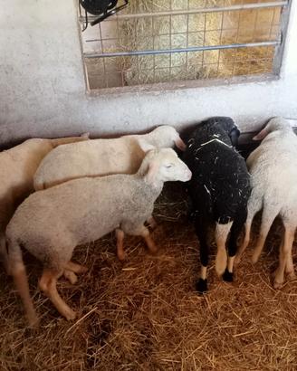 Pecora lacaune latte