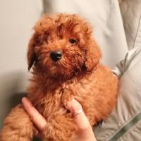 Cucciola di barboncino nano red