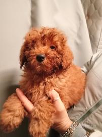 Cucciola di barboncino nano red