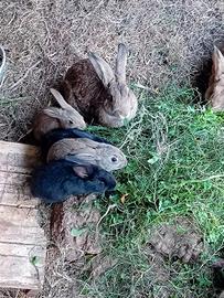 Coniglie femmine 3 mesi