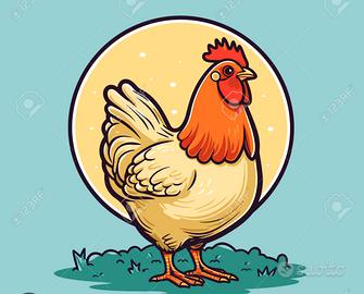 Uova di gallina da allevamento all'aperto