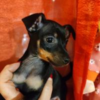 Pinscher Toy maschietti