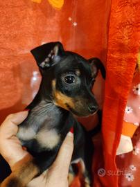 Pinscher Toy maschietti